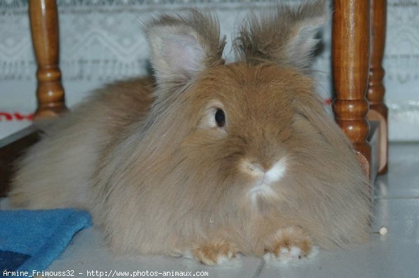 Photo de Lapin