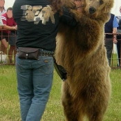 Photo d'Ours