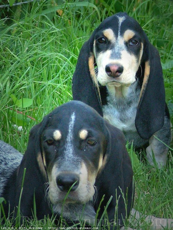 Photo de Basset bleu de gascogne