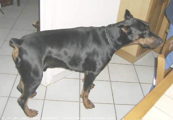 Photo de Dobermann