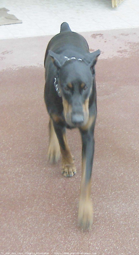 Photo de Dobermann