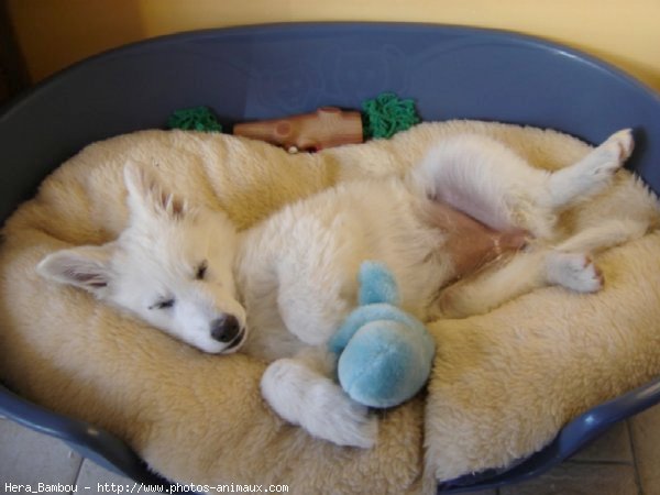 Photo de Berger blanc suisse