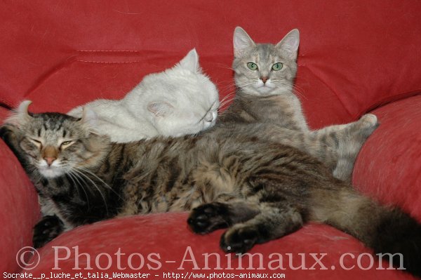 Photo d'American curl poil long