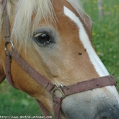 Photo de Haflinger