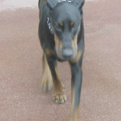 Photo de Dobermann