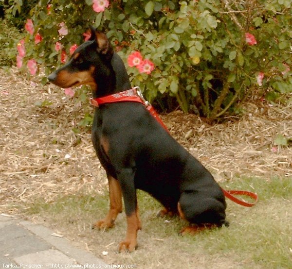 Photo de Pinscher allemand