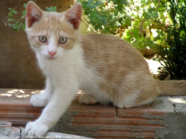 Photo de Chat domestique