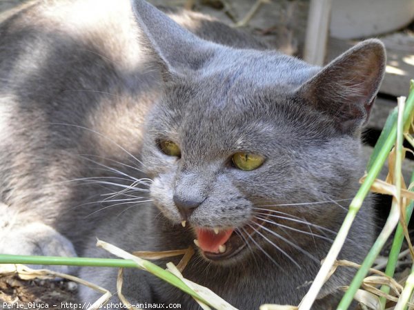 Photo de Chat domestique