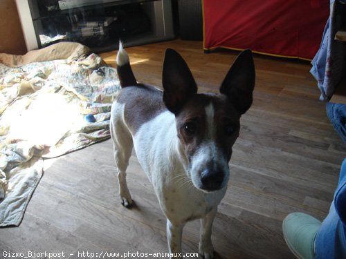 Photo de Fox terrier  poil dur