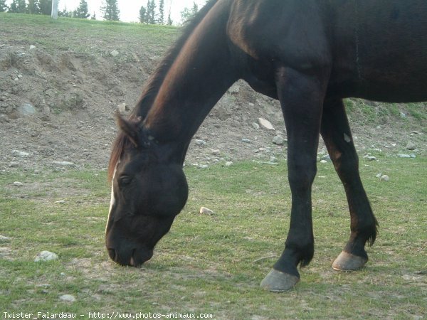 Photo de Quarter horse