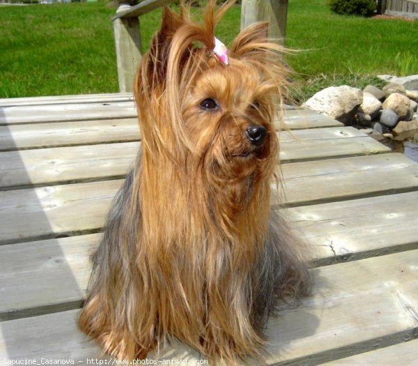 Photo de Yorkshire terrier