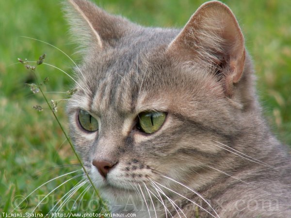 Photo de Chat domestique