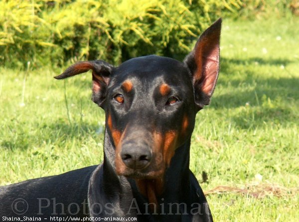 Photo de Dobermann