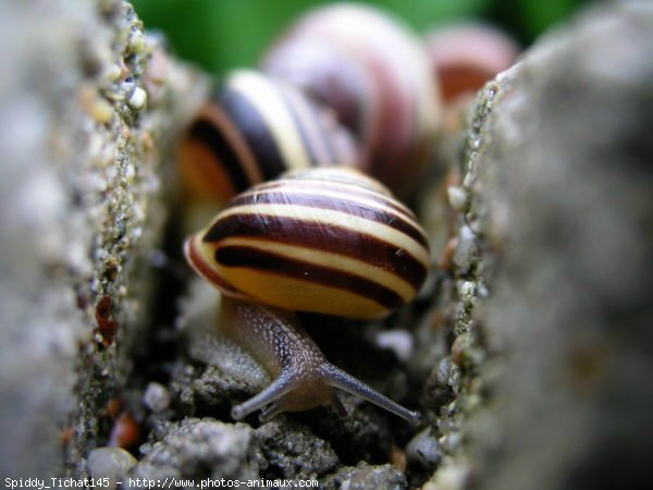 Photo d'Escargot