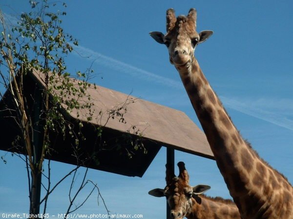 Photo de Girafe