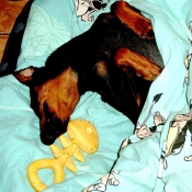 Photo de Pinscher allemand