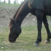 Photo de Quarter horse