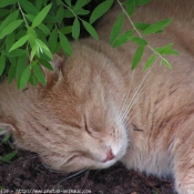 Photo de Chat domestique