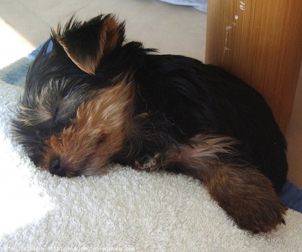 Photo de Yorkshire terrier