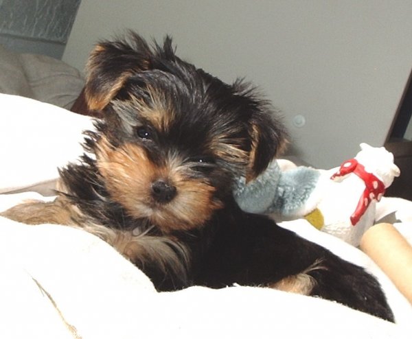 Photo de Yorkshire terrier