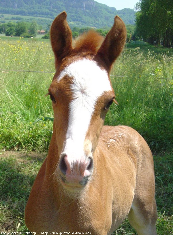 Photo de Haflinger