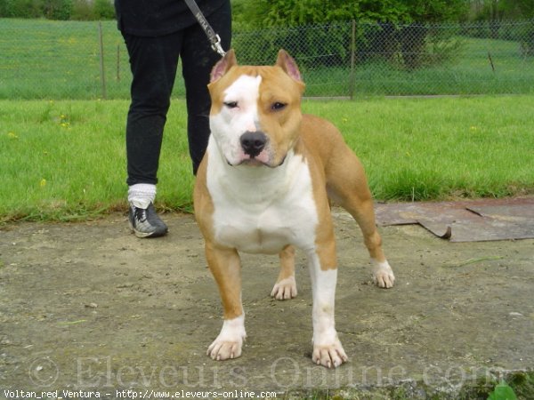 Photo d'American staffordshire terrier