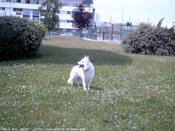 Photo de Berger blanc suisse