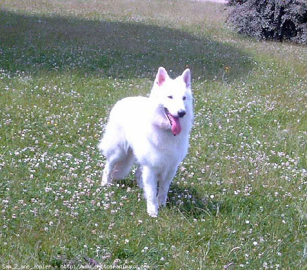 Photo de Berger blanc suisse