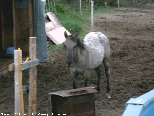 Photo de Quarter horse