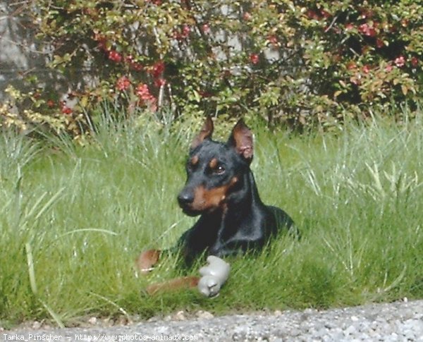 Photo de Pinscher allemand