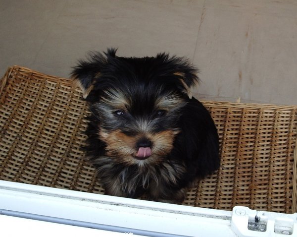 Photo de Yorkshire terrier