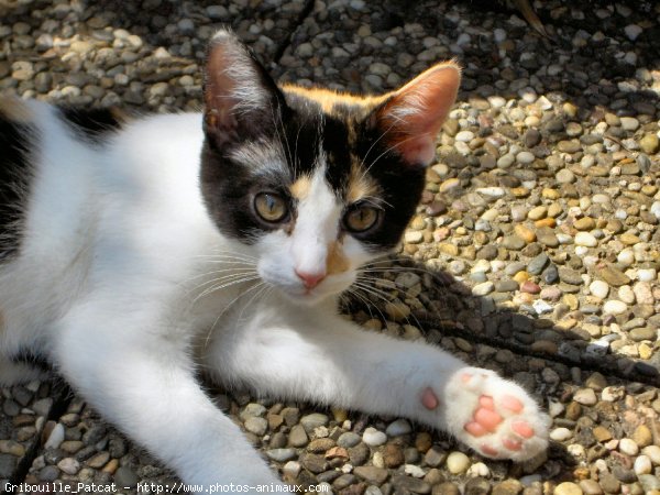 Photo de Chat domestique