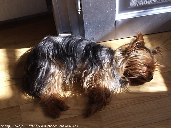 Photo de Yorkshire terrier