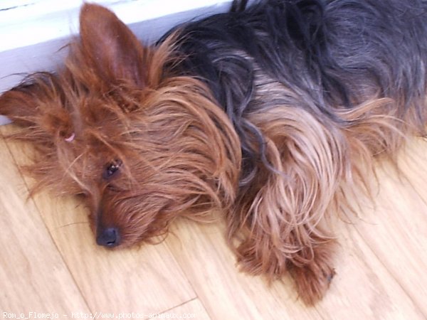 Photo de Yorkshire terrier