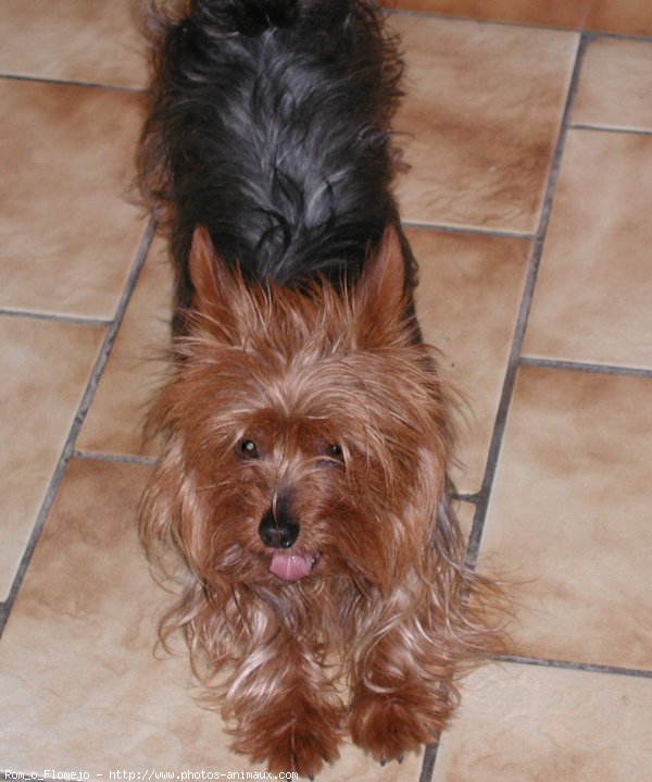 Photo de Yorkshire terrier