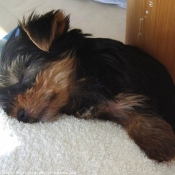 Photo de Yorkshire terrier