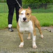 Photo d'American staffordshire terrier