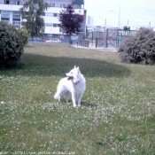 Photo de Berger blanc suisse