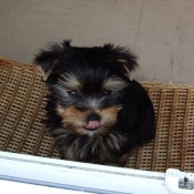 Photo de Yorkshire terrier