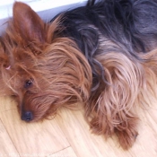 Photo de Yorkshire terrier