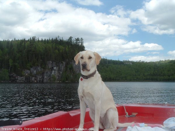 Photo de Labrador retriever