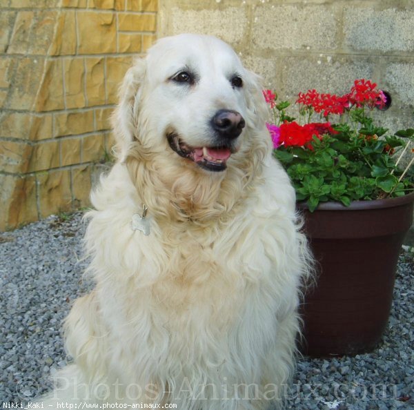 Photo de Golden retriever