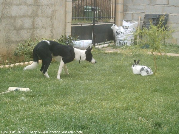 Photo de Border collie