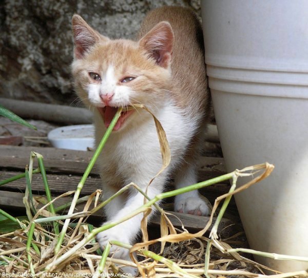 Photo de Chat domestique