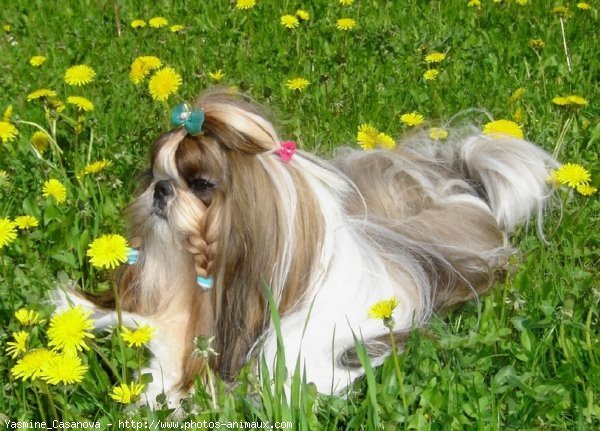 Photo de Shih tzu