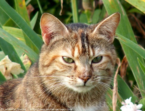 Photo de Chat domestique