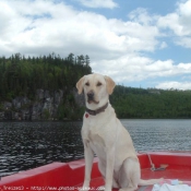 Photo de Labrador retriever