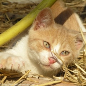 Photo de Chat domestique