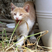 Photo de Chat domestique