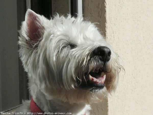 Photo de West highland white terrier